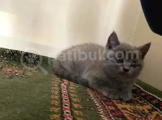 British Shorthair Yavrularımız görsel