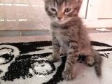 Scottish Fold Bebek Çok Tatlı