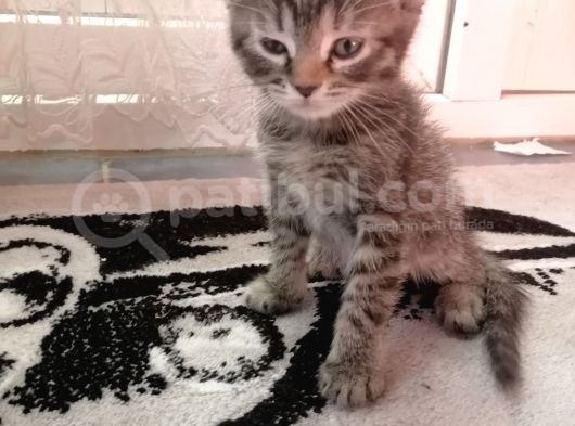 Scottish Fold Bebek Çok Tatlı görsel