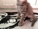 Scottish Fold Bebek Çok Tatlı