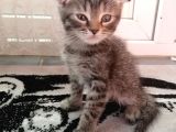 Scottish Fold Bebek Çok Tatlı