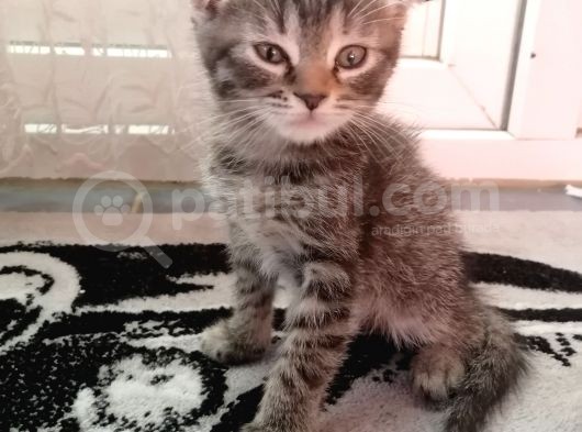Scottish Fold Bebek Çok Tatlı