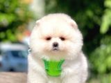 A Kalite Secereli Pomeranian Boo Yavrular