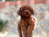 2 Aylık Mükemmel Kalite Toy Poodle Toy Boy