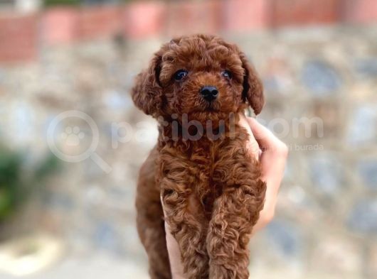 2 Aylık Mükemmel Kalite Toy Poodle Toy Boy görsel