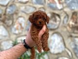 2 Aylık Mükemmel Kalite Toy Poodle Toy Boy
