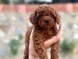 2 Aylık Mükemmel Kalite Toy Poodle Toy Boy