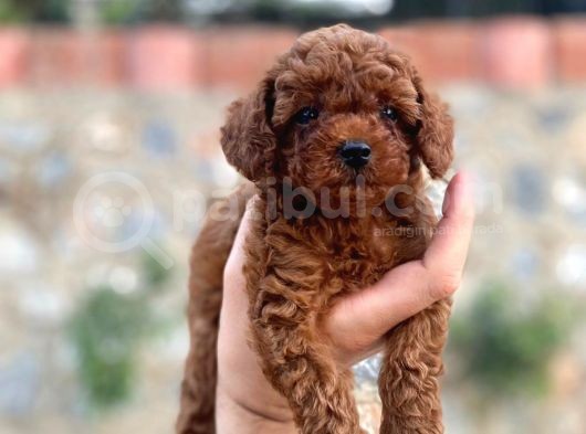 2 Aylık Mükemmel Kalite Toy Poodle Toy Boy görsel