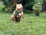 Abck-Ebck Scr Extrem Bully