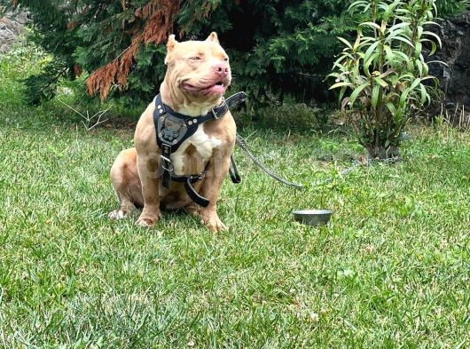 Abck-Ebck Scr Extrem Bully