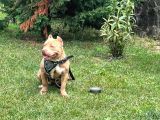 Abck-Ebck Scr Extrem Bully