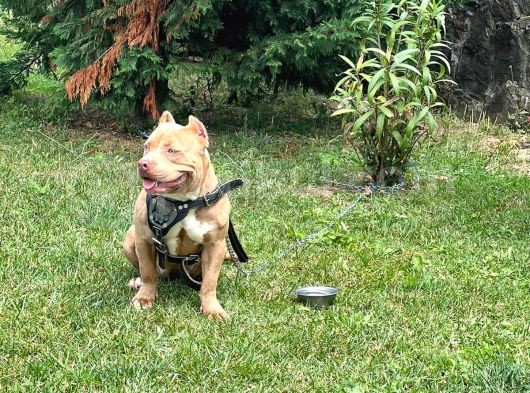 Abck-Ebck Scr Extrem Bully görsel
