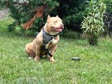 Abck-Ebck Scr Extrem Bully
