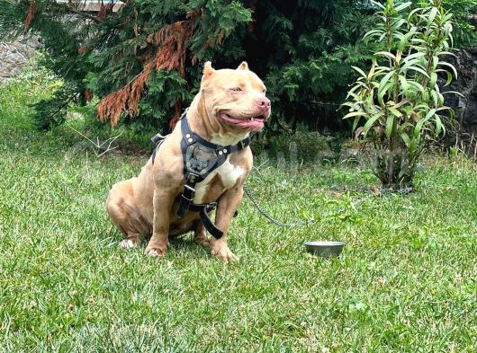 Abck-Ebck Scr Extrem Bully görsel