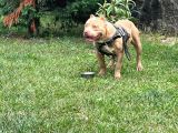 Abck-Ebck Scr Extrem Bully