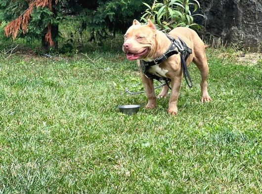 Abck-Ebck Scr Extrem Bully görsel