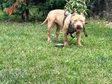Abck-Ebck Scr Extrem Bully