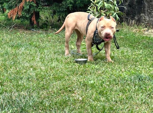 Abck-Ebck Scr Extrem Bully görsel