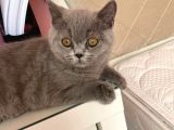 Safkan British Shorthair