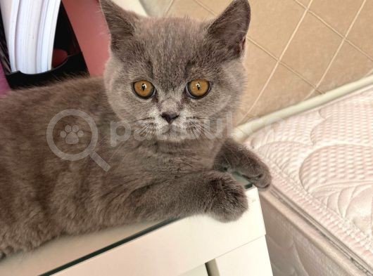 Safkan British Shorthair görsel