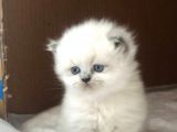 Chinchilla Yavruları Blue Point & Persian