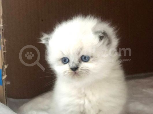Chinchilla Yavruları Blue Point & Persian görsel