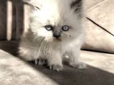 Chinchilla Yavruları Blue Point & Persian