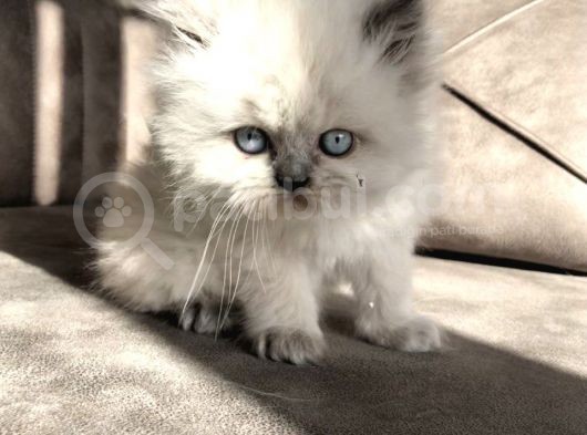 Chinchilla Yavruları Blue Point & Persian görsel