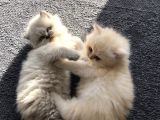 Chinchilla Yavruları Blue Point & Persian