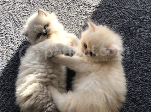 Chinchilla Yavruları Blue Point & Persian görsel