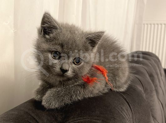 Kızımın Oyuncu Yavrusu görsel