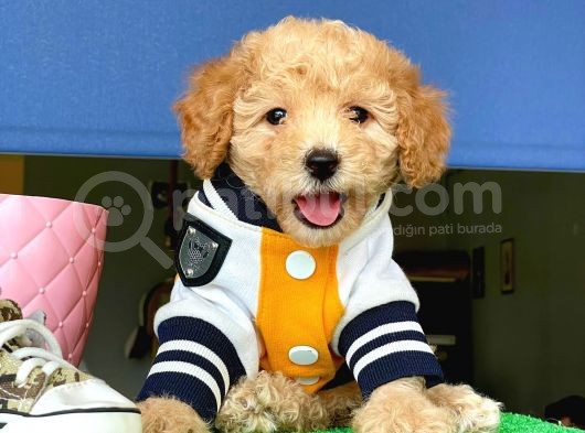 Toy Poodle Dişi görsel