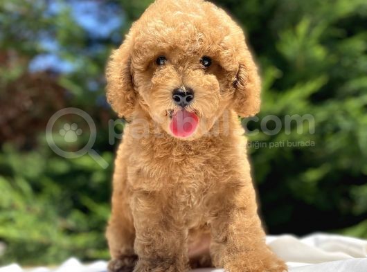 Bebek Suratli Poodle Yavrumuz görsel