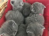 Anne Baba Orjinal Scottish Fold Yavruları