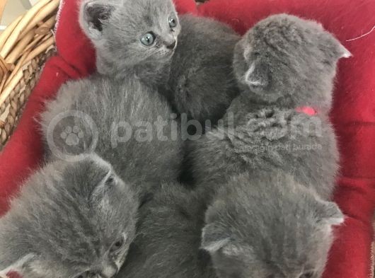 Anne Baba Orjinal Scottish Fold Yavruları görsel