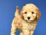 Teacup Toy Poodle