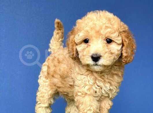 Teacup Toy Poodle