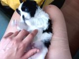 Pofuduk Shihtzu