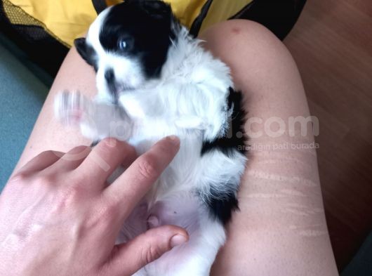 Pofuduk Shihtzu görsel