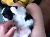 Pofuduk Shihtzu