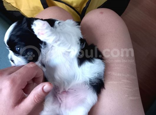 Pofuduk Shihtzu görsel