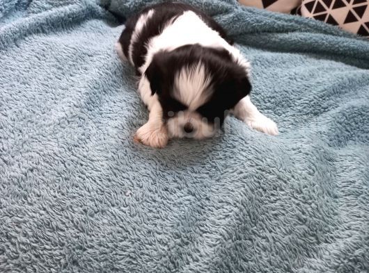 Pofuduk Shihtzu görsel