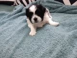 Pofuduk Shihtzu