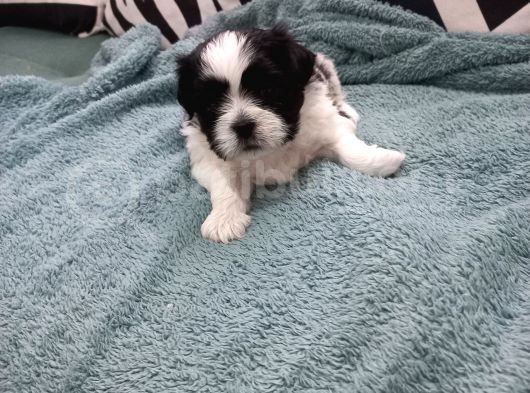 Pofuduk Shihtzu görsel