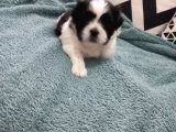 Pofuduk Shihtzu