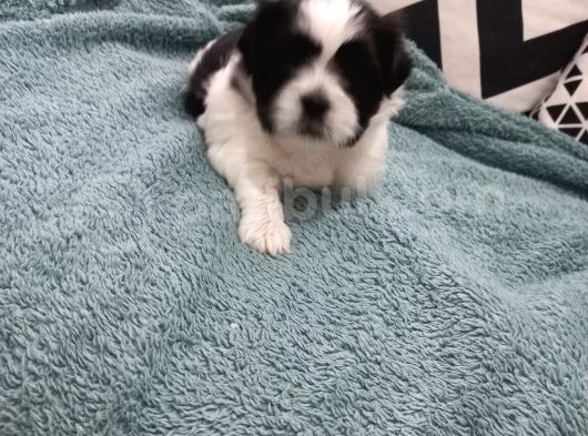 Pofuduk Shihtzu