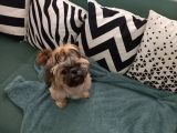 Pofuduk Shihtzu