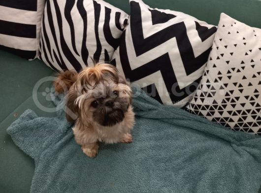 Pofuduk Shihtzu görsel