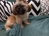 Pofuduk Shihtzu