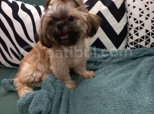 Pofuduk Shihtzu görsel